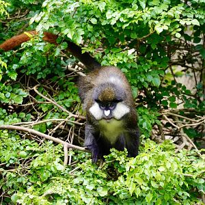 Schmidt’s Red-Tailed Guenon