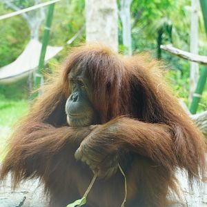 Sumatran Orangutan
