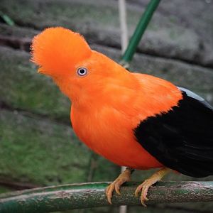 Andean Cock-of-the-Rock
