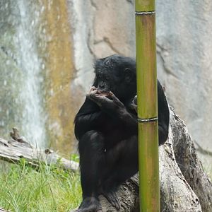 Maddie Bonobo