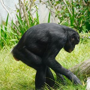 Maddie Bonobo