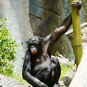 Maddie Bonobo