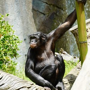 Maddie Bonobo