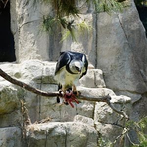 Harpy Eagle