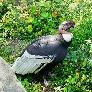 Andean Condor