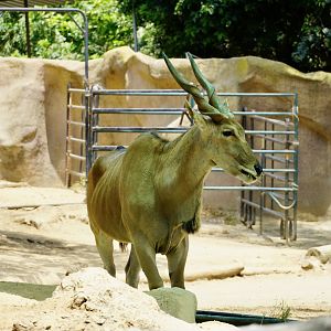 Common Eland