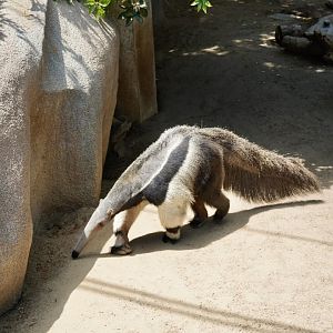 Giant Anteater