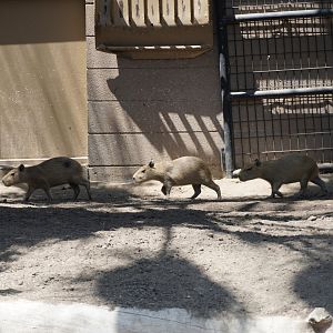 Capybaras