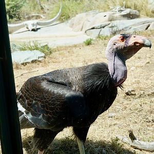 California Condor