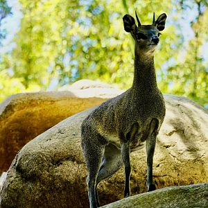 Klipspringer