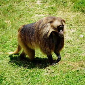Gelada