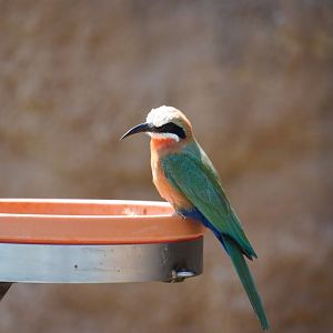 White-Fronted Bee-Eater