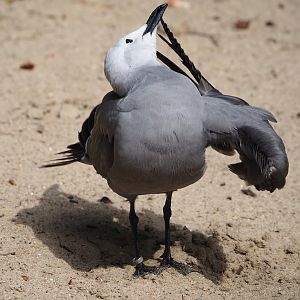 Grey gull (Leucophaeus modestus), 2024-05-21