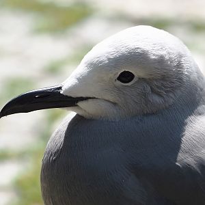 Grey gull (Leucophaeus modestus), 2024-05-24