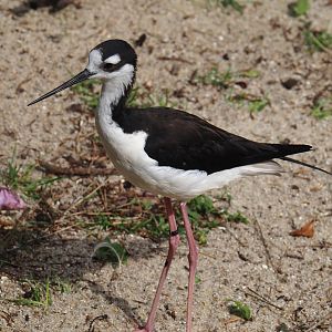 Black-necked stilt (Himantopus mexicanus mexicanus), 2024-05-21