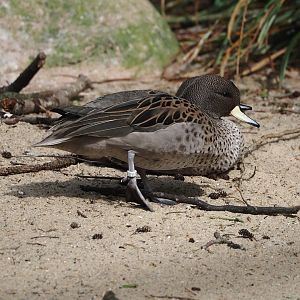 Speckled teal (Anas flavirostris flavirostris), 2024-05-21