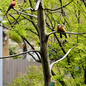 Tree of Bee-Eaters