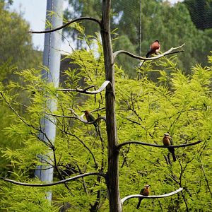 Tree of Bee-Eaters