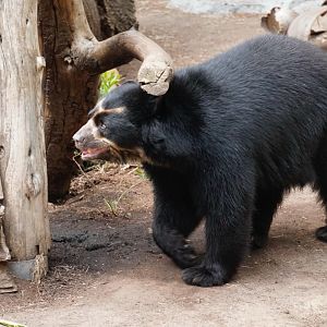 Andean Bear