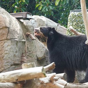 Andean Bear