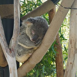 Koala