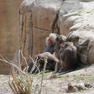 Hamadryas Baboon