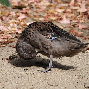 Speckled teal (Anas flavirostris flavirostris), 2024-05-21