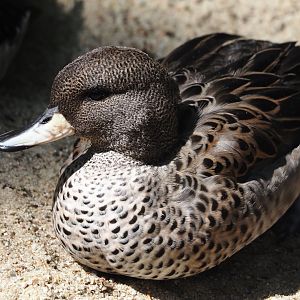 Speckled teal (Anas flavirostris flavirostris), 2024-05-21