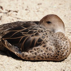 Chilean pintail (Anas georgica spinicauda), 2024-05-23