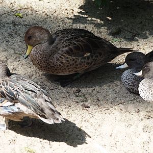 Speckled teals (Anas flavirostris flavirostris) and Chilean pintail (Anas georgica spinicauda), 2024-05-24