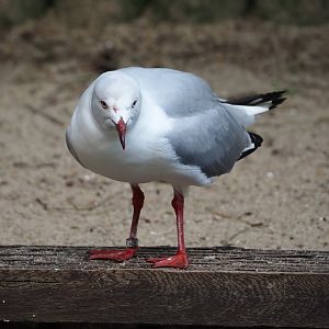 African grey-headed gull (Chroicocephalus cirrocephalus poiocephalus), 2024-05-23