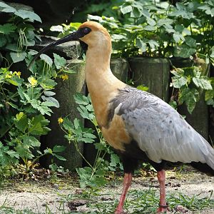 Black-faced ibis (Theristicus melanopis), 2024-05-23