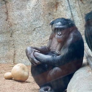 Kalli Bonobo