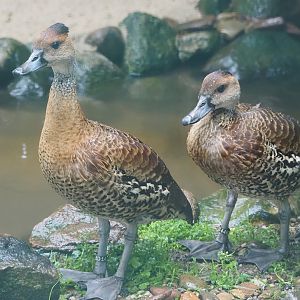 West Indian whistling-ducks (Dendrocygna arborea), 2024-05-22