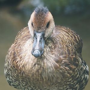 West Indian whistling-duck (Dendrocygna arborea), 2024-05-22