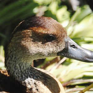 West Indian whistling-duck (Dendrocygna arborea), 2024-05-23