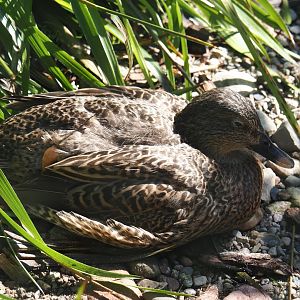 Hawaiian duck (Anas wyvilliana), 2024-05-23