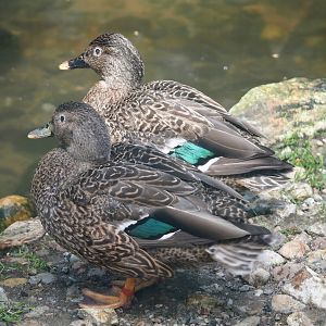 Hawaiian ducks (Anas wyvilliana), 2024-05-23