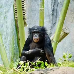 Belle Bonobo