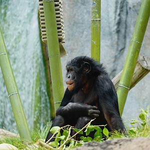 Belle Bonobo