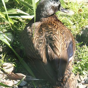 Laysan duck (Anas laysanensis), 2024-05-23
