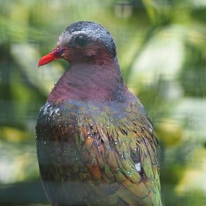 Grey-capped emerald dove (Chalcophaps indica), 2024-05-22