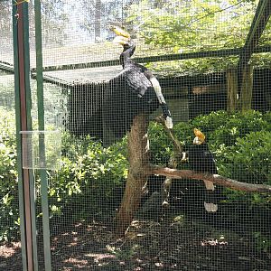 Javan rhinoceros hornbill aviary, 2024-05-23