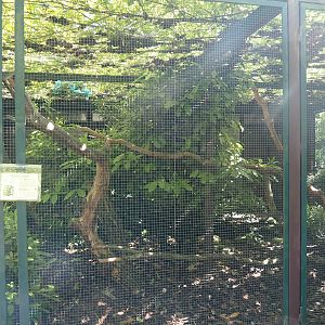 Javan rhinoceros hornbill aviary, 2024-05-23