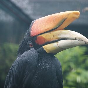 Javan rhinoceros hornbill (Buceros rhinoceros silvestris), 2024-05-22