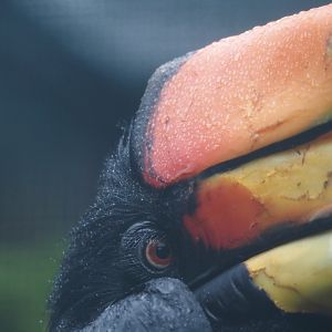 Javan rhinoceros hornbill (Buceros rhinoceros silvestris), 2024-05-22