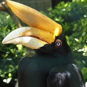 Javan rhinoceros hornbill (Buceros rhinoceros silvestris), 2024-05-23