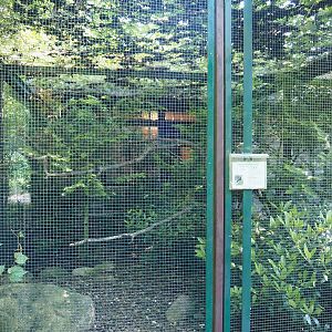 Southern Sulawesi tarictic hornbill aviary, 2024-05-23