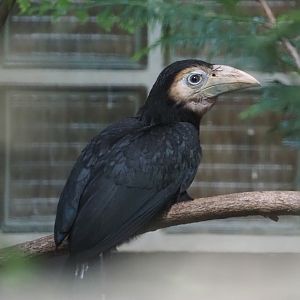 Juvenile Southern sulawesi tarictic hornbill (Rhabdotorrhinus exarhatus sanfordi), 2024-05-23