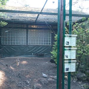 Australian brush turkey, Blue-winged kookaburra and Crested pigeon aviary, 2024-05-23